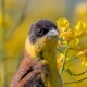 Черноголовая овсянка — Granativora melanocephala