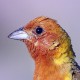 Желчная овсянка — Granativora bruniceps