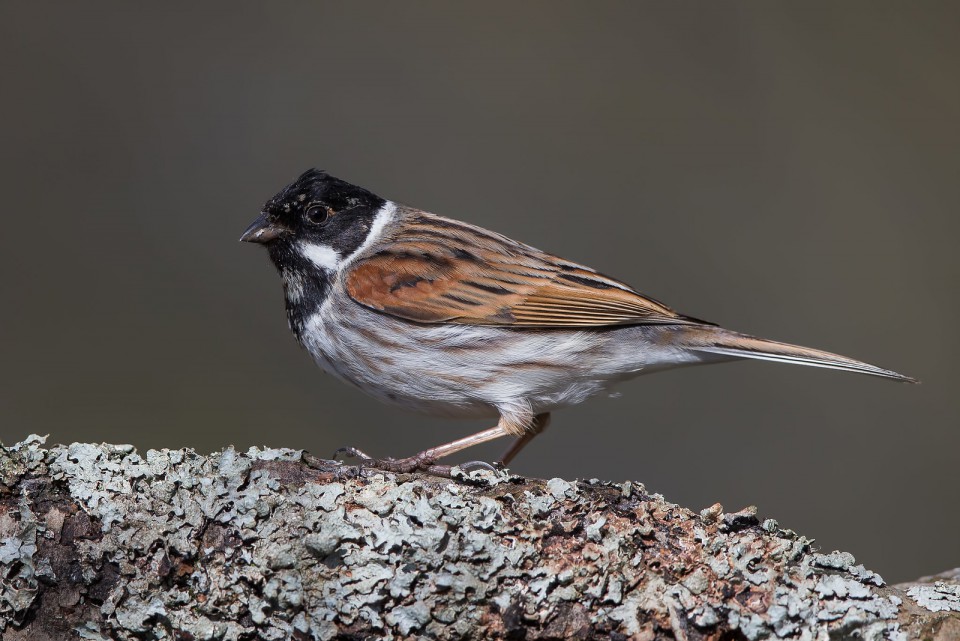 Камышовая овсянка — Schoeniclus schoeniclus