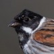 Камышовая овсянка — Schoeniclus schoeniclus