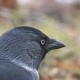 Обыкновенная галка (Corvus monedula)