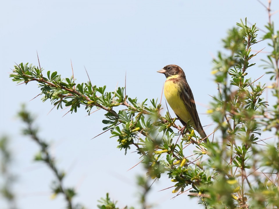 Дубровник — Ocyris aureolus