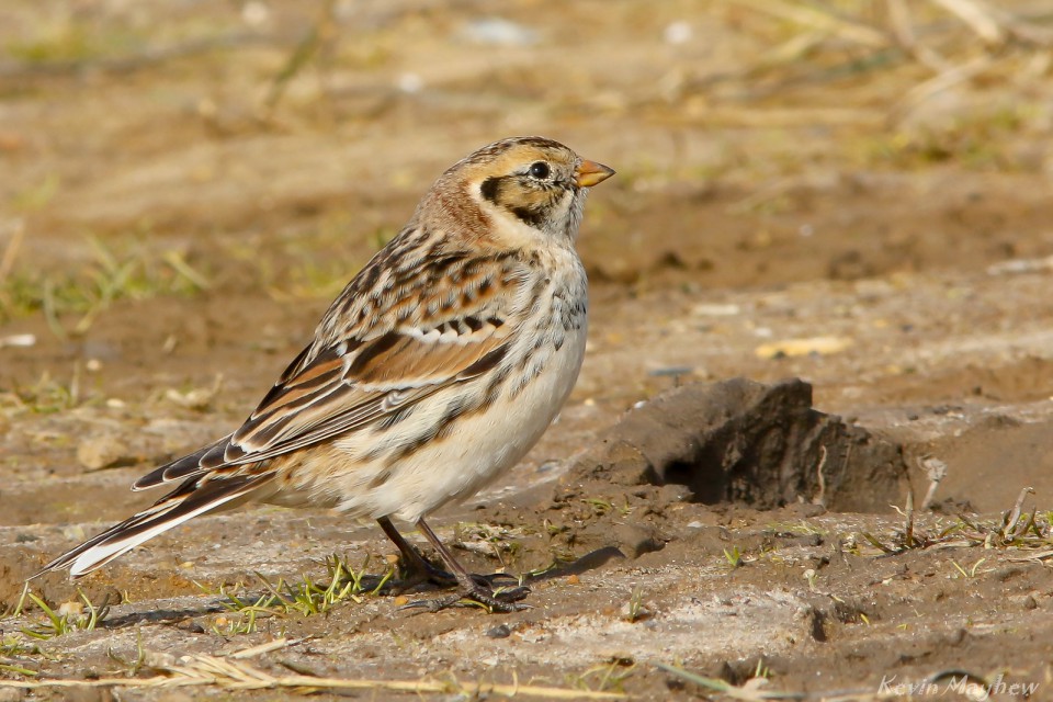 Лапландский подорожник — Calcarius lapponicus