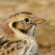 Лапландский подорожник — Calcarius lapponicus