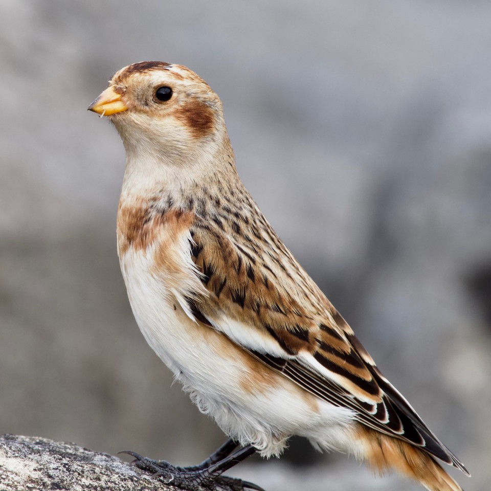 Пуночка — Plectrophenax nivalis