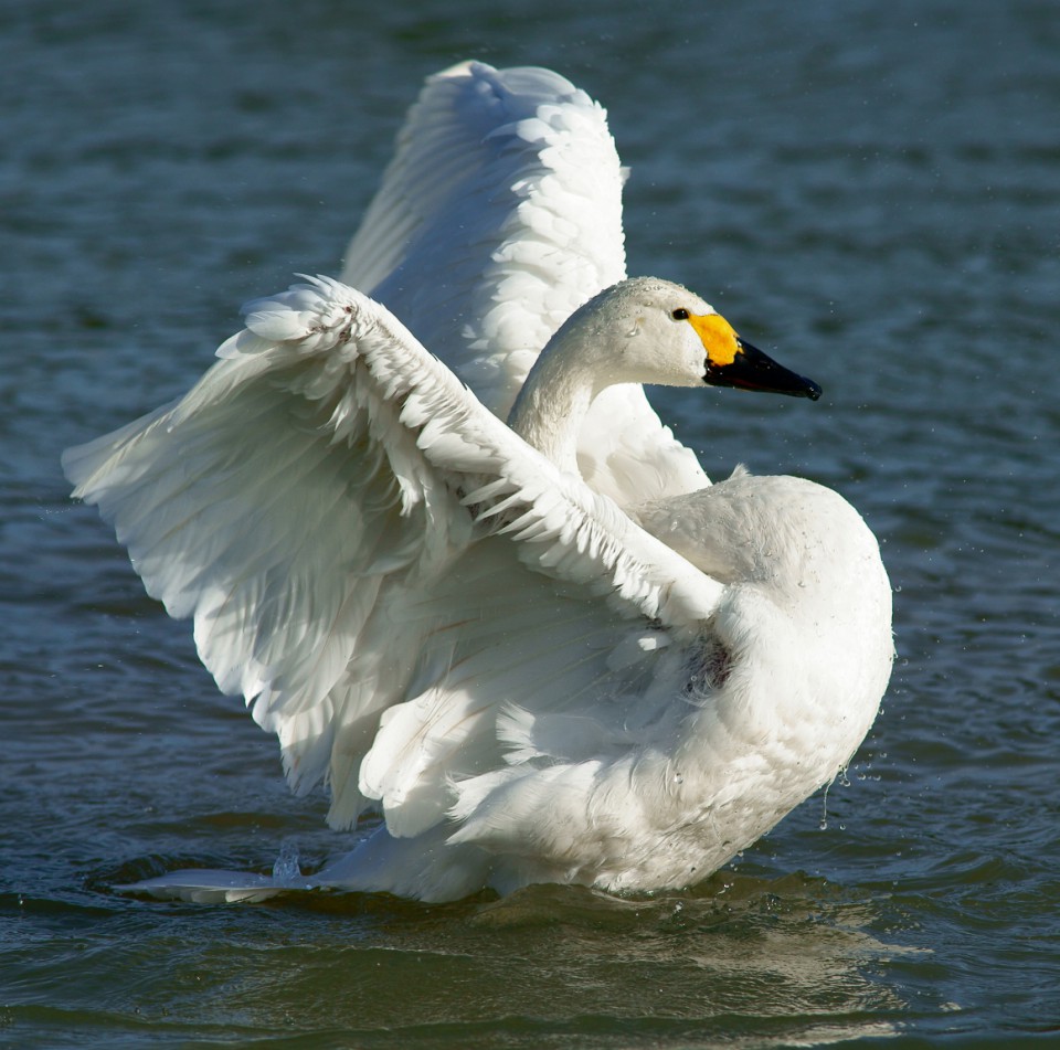 Американский лебедь — Cygnus columbianus