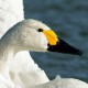 Американский лебедь — Cygnus columbianus