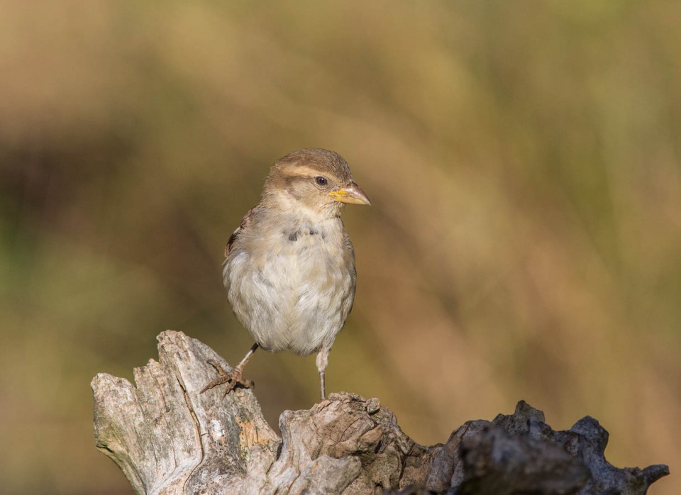 Домовый воробей (Passer domesticus)