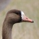 Белолобый гусь — Anser albifrons
