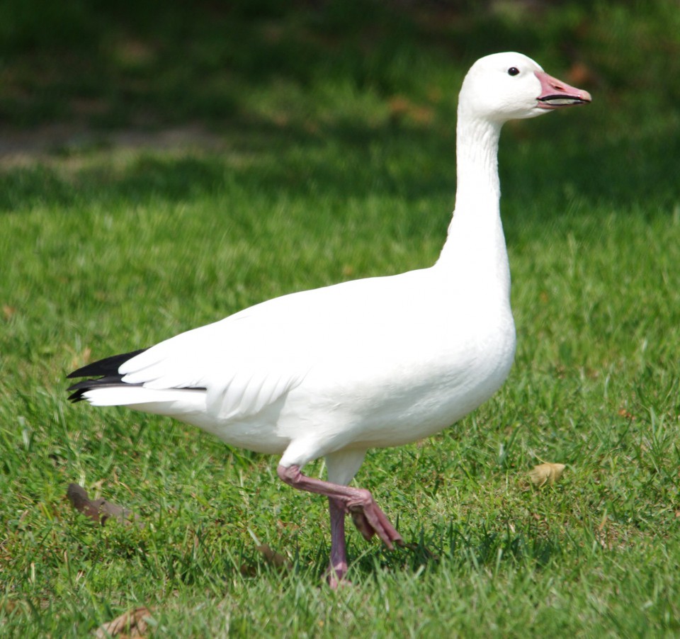 Белый гусь — Anser caerulescens