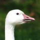 Белый гусь — Anser caerulescens