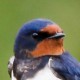 Деревенская ласточка, или косатка (Hirundo rustica)