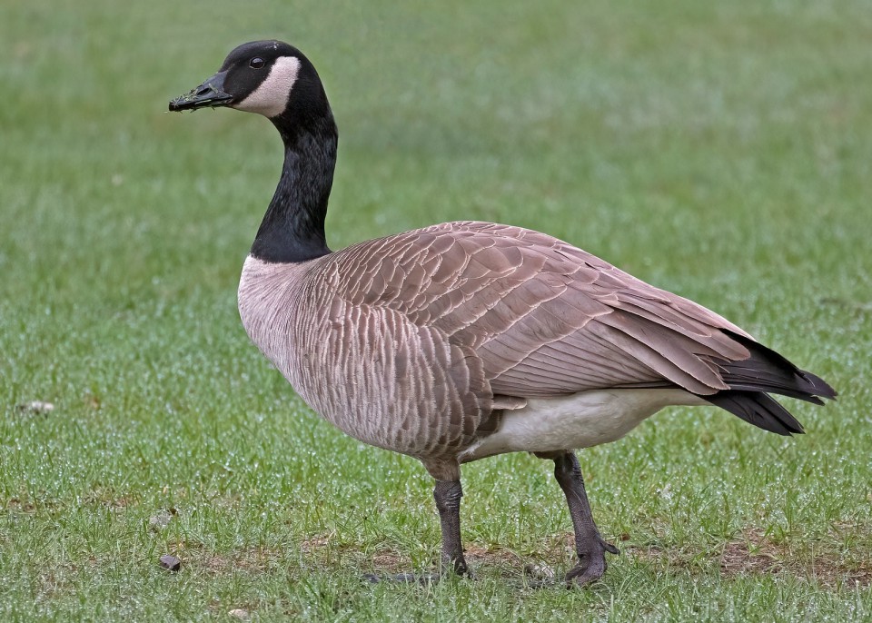 Канадская казарка — Branta canadensis