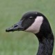 Канадская казарка — Branta canadensis
