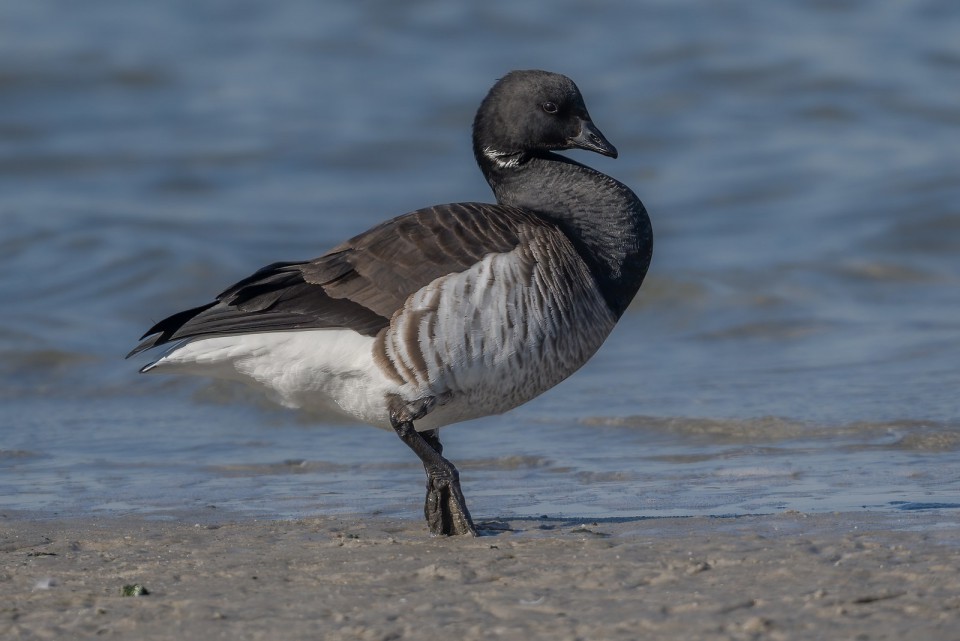Чёрная казарка — Branta bernicla
