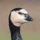 Белощёкая казарка — Branta leucopsis