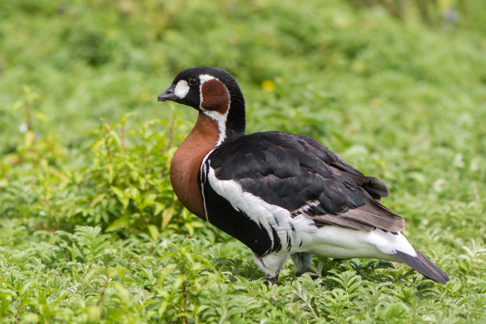 Краснозобая казарка — Branta ruficollis