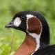 Краснозобая казарка — Branta ruficollis