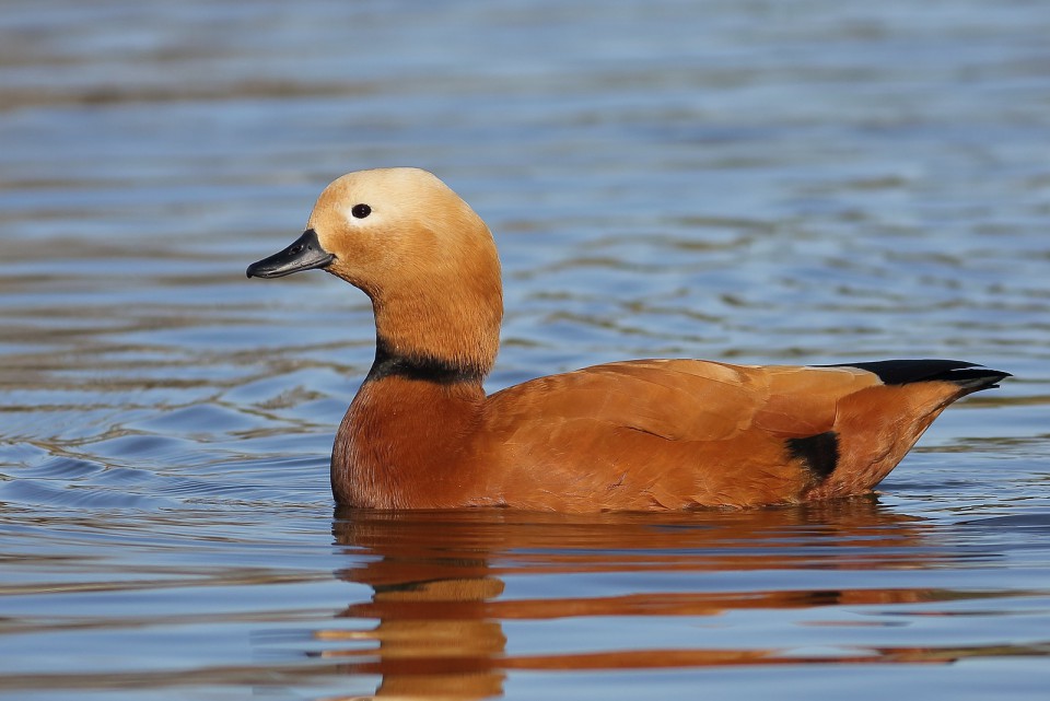 Огарь — Tadorna ferruginea