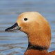 Огарь — Tadorna ferruginea