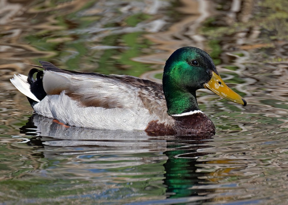Кряква — Anas platyrhynchos