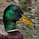 Кряква — Anas platyrhynchos