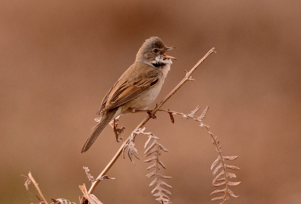 Серая славка (Sylvia communis)