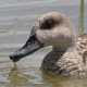 Мраморный чирок — Marmaronetta angustirostris