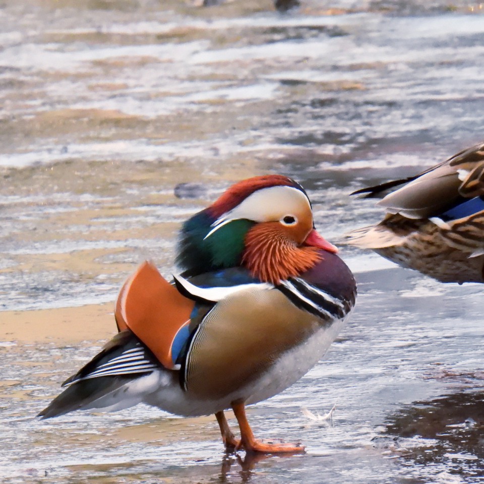 Мандаринка — Aix galericulata