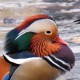 Мандаринка — Aix galericulata