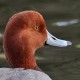 Американский красноголовый нырок — Aythya americana
