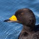 Американская синьга — Melanitta americana