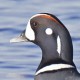 Каменушка — Histrionicus histrionicus