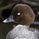Гоголь — Bucephala clangula