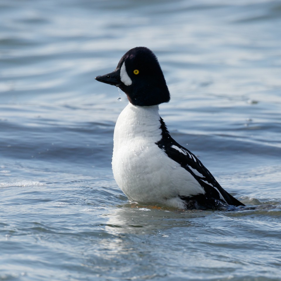 Исландский гоголь — Bucephala islandica
