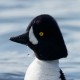 Исландский гоголь — Bucephala islandica