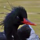 Чешуйчатый крохаль — Mergus squamatus