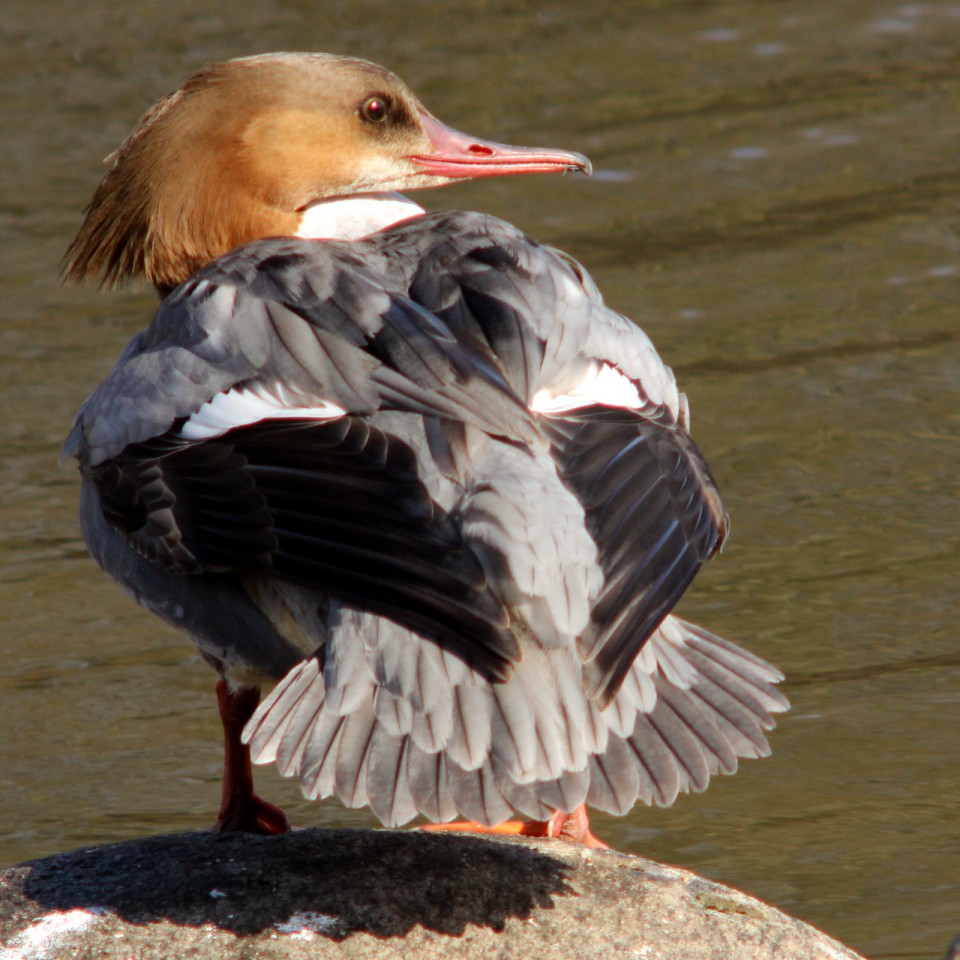 Большой крохаль — Mergus merganser