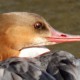Большой крохаль — Mergus merganser