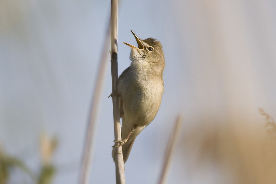 Садовая камышовка (Acrocephalus dumetorum)