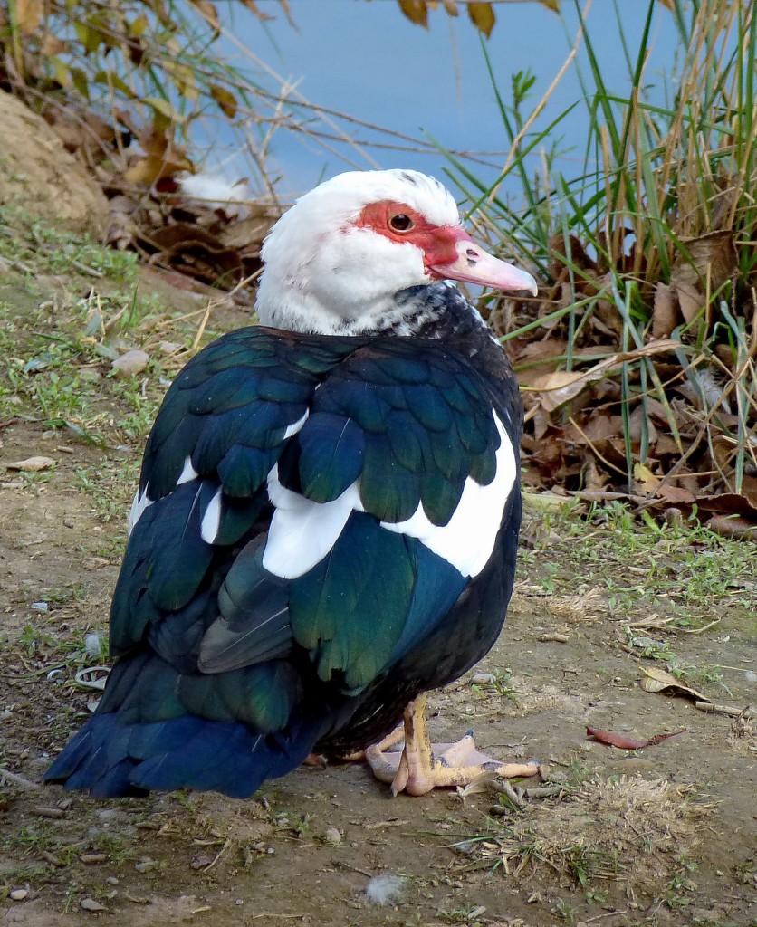 Мускусная утка — Cairina moschata