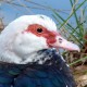 Мускусная утка — Cairina moschata