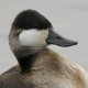 Американская савка — Oxyura jamaicensis