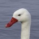 Коскороба — Coscoroba coscoroba