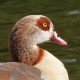 Нильский египетский гусь — Alopochen aegyptiaca