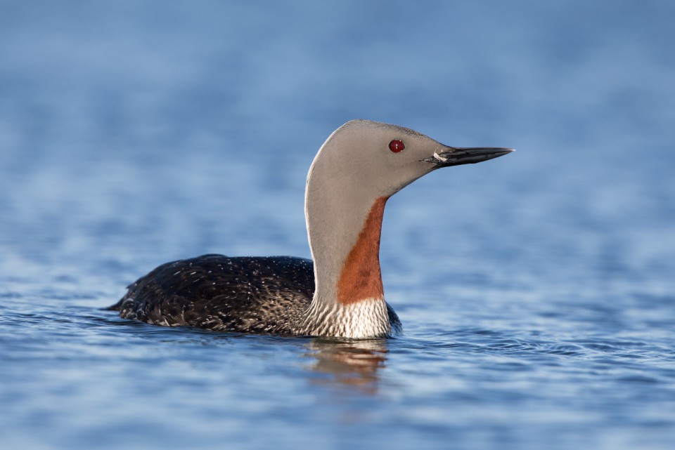 Гагара краснозобая — Gavia stellata