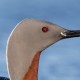 Гагара краснозобая — Gavia stellata
