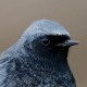 Обыкновенная (садовая) горихвостка (Phoenicurus phoenicurus)
