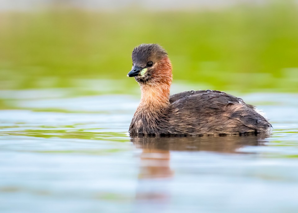 Поганка малая — Podiceps ruficollis