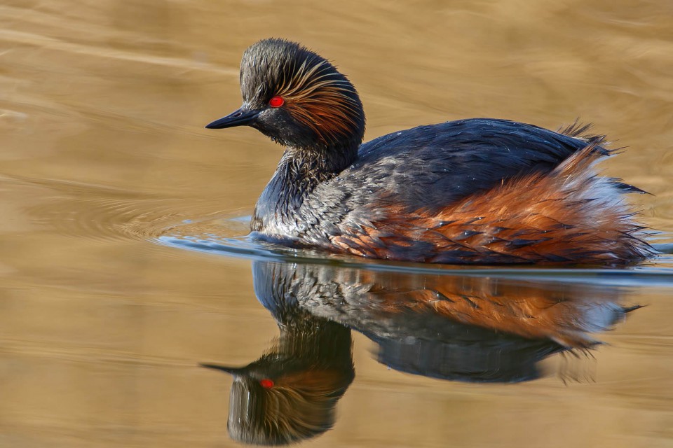 Поганка черношейная — Podiceps nigricollis
